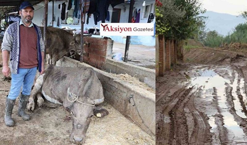 Ege’yi vuran selde hayvanlar akıntıya kapıldı